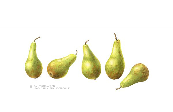 Pears-e1623328196998