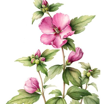 Hibiscus 'Woodbridge'